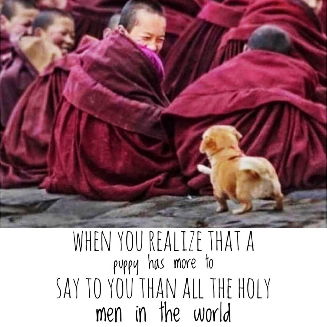 mikesdailypost's tweet photo. Foster a #relentless #purified #rage for life O.o #cute #puppy #Magic * https://t.co/ykzShbXZys https://t.co/jrE8OytSGw