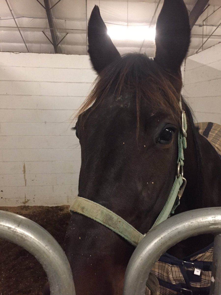 egdobrowolsk's tweet photo. @HoP_Racing @CatchDriverGame Can we choose #MojotoHanover #RockNJoZ or #WinningIsSweet ? https://t.co/aXJwfoqojZ