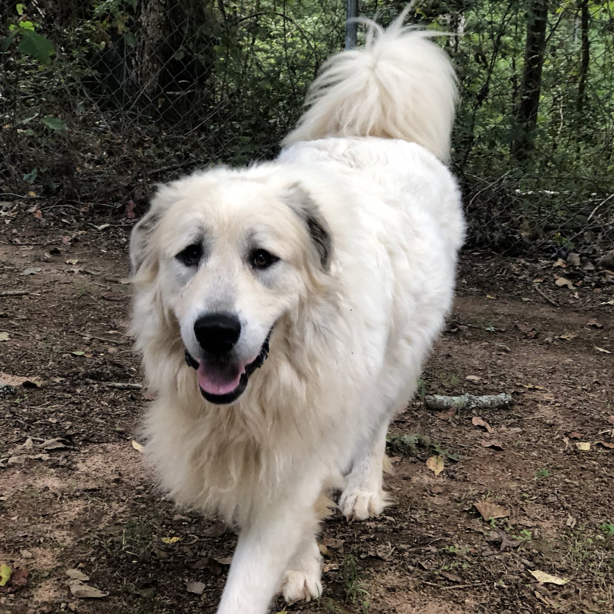 k95rescue's tweet photo. Let’s just make things brighter with a swagger and a smile from Major. #cantnotsmile #greatpyrenees #MrMajor #greatpyreneesrescue https://t.co/wQf9m2hxpt