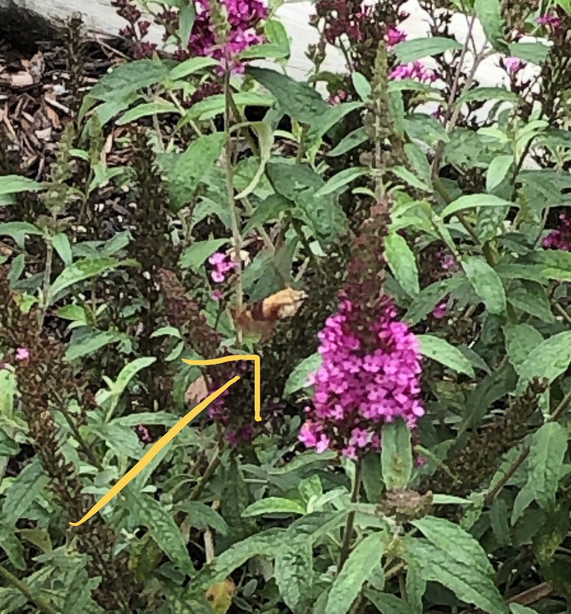 thefacsofhicks's tweet photo. Such a bountiful harvest for @MLMaierPantry this week! We even saw a hummingbird moth thx to @koontzscience8 #schoolgarden #communitypartner @avonnorth1 https://t.co/gkeM6saVwV