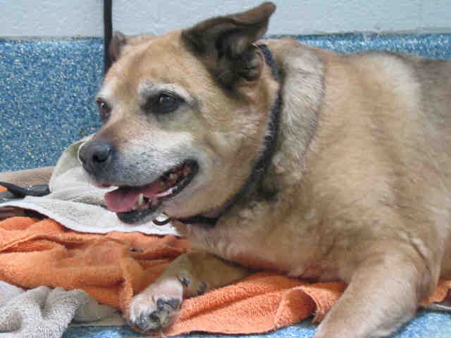 PetfindToronto's tweet photo. #RIVERSST Pls RT2unite #FOUND #DOG-8/20 #Toronto Animal Services A842057 #EAST 416-338-7539 Tan #Beagle mix F/9Yr https://t.co/dBMQtVzcNZ