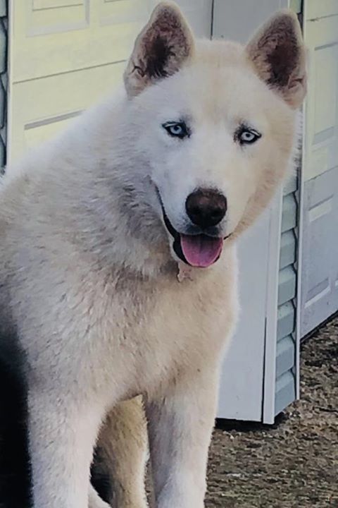 LostDogsIL's tweet photo. #Lost! #Freeport #IL (Stagecoach Trail &amp; Nora Rd) Pongo - Male Alaskan Husky. White. Call 815-541-9888. Friendly. #StephensonCounty. 61032. Missing 08/13/2019. #LostDogsIllinois 

To see Pongo’s location on the Helping Lost Pets Map: 
… https://t.co/PXLN8lqADq https://t.co/MN7138hV43