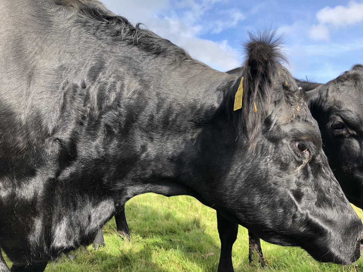 newlandfarm's tweet photo. Cows #teamStripe #5792Paula #Earoles https://t.co/lYb5g7Jm9b