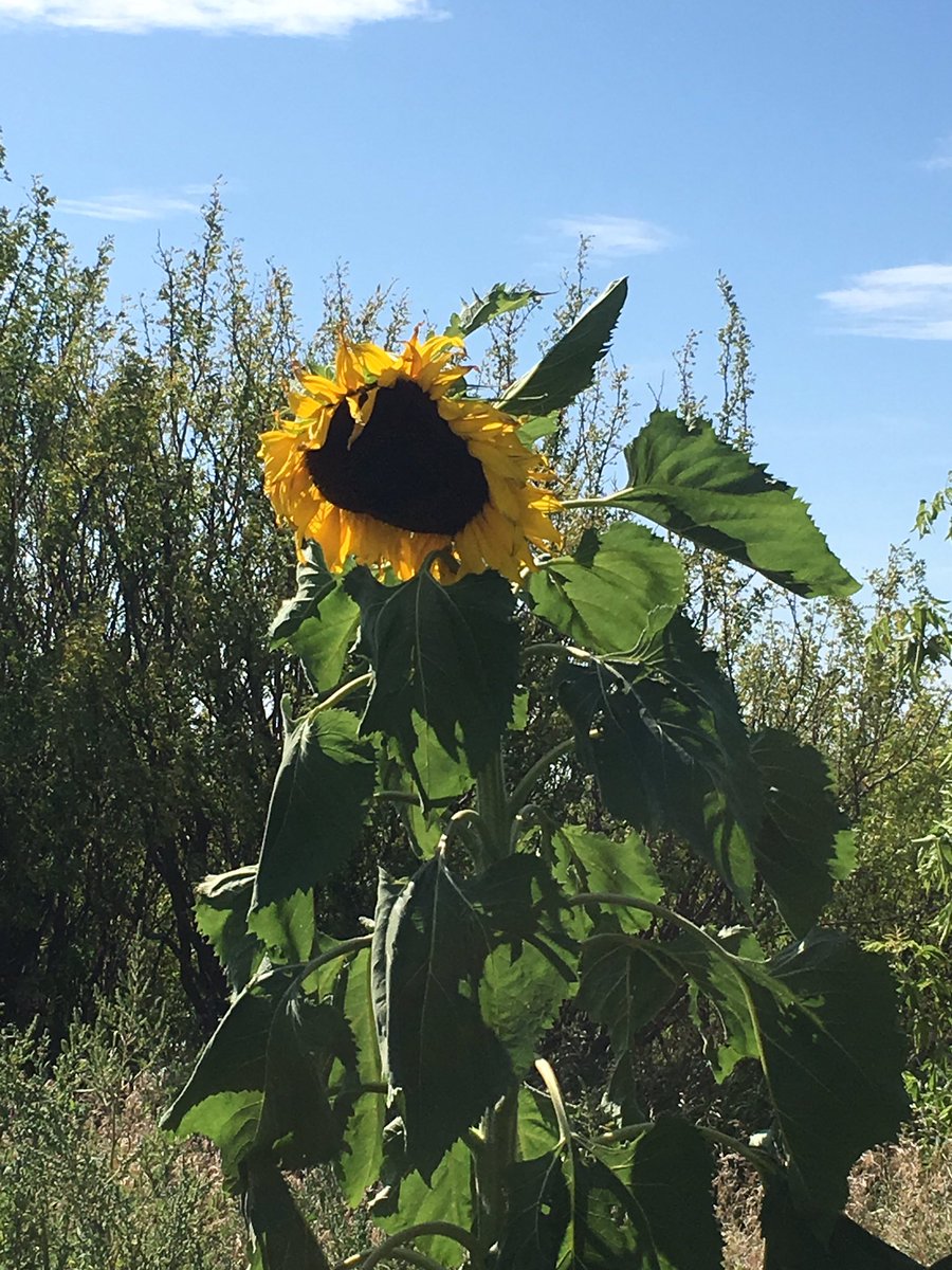 Julia Vold tweet media