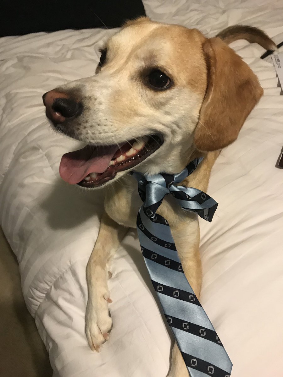 NC_DECA's tweet image. #TipThursday: Dress profesh like Beamer! 🐾 #DECADoggie