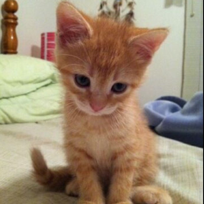 General Hux as cats (@huxascats) on Twitter photo 