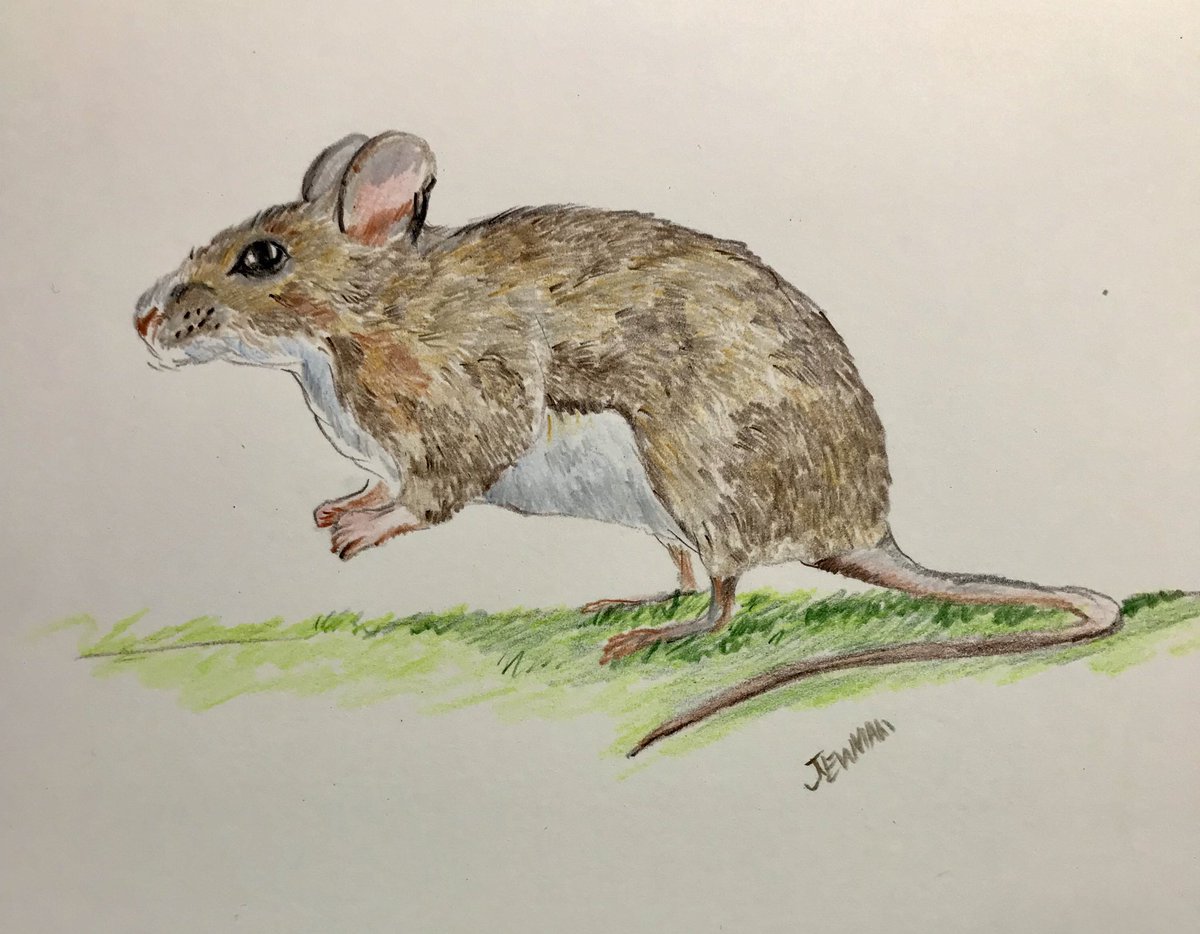 Todays sketch of this gorgeous little mouse, i adore these little guys ! #drawingaugust #artistsoninstagram #wildlifeartist #mouseart