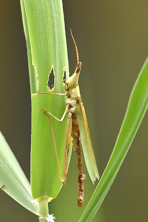 Twitter पर 大和市自然観察センター 泉の森 7 31に菌 カビの一種 に冒されて死んだショウリョウバッタ のことをツイートしましたが 幼虫でした 最近は 成虫の死んだ姿が目立つようになってきました 大きいので目立ちますね 泉の森 ショウリョウバッタ