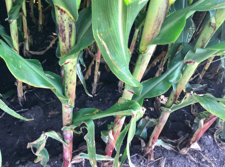 VIDEO of what we saw in MN with the scouts. 

Pro Farmer Midwest Crop Tour: MN Filled Of Green Snap, Nitrogen Issues

#pftour19 

agweb.com/article/pro-fa…