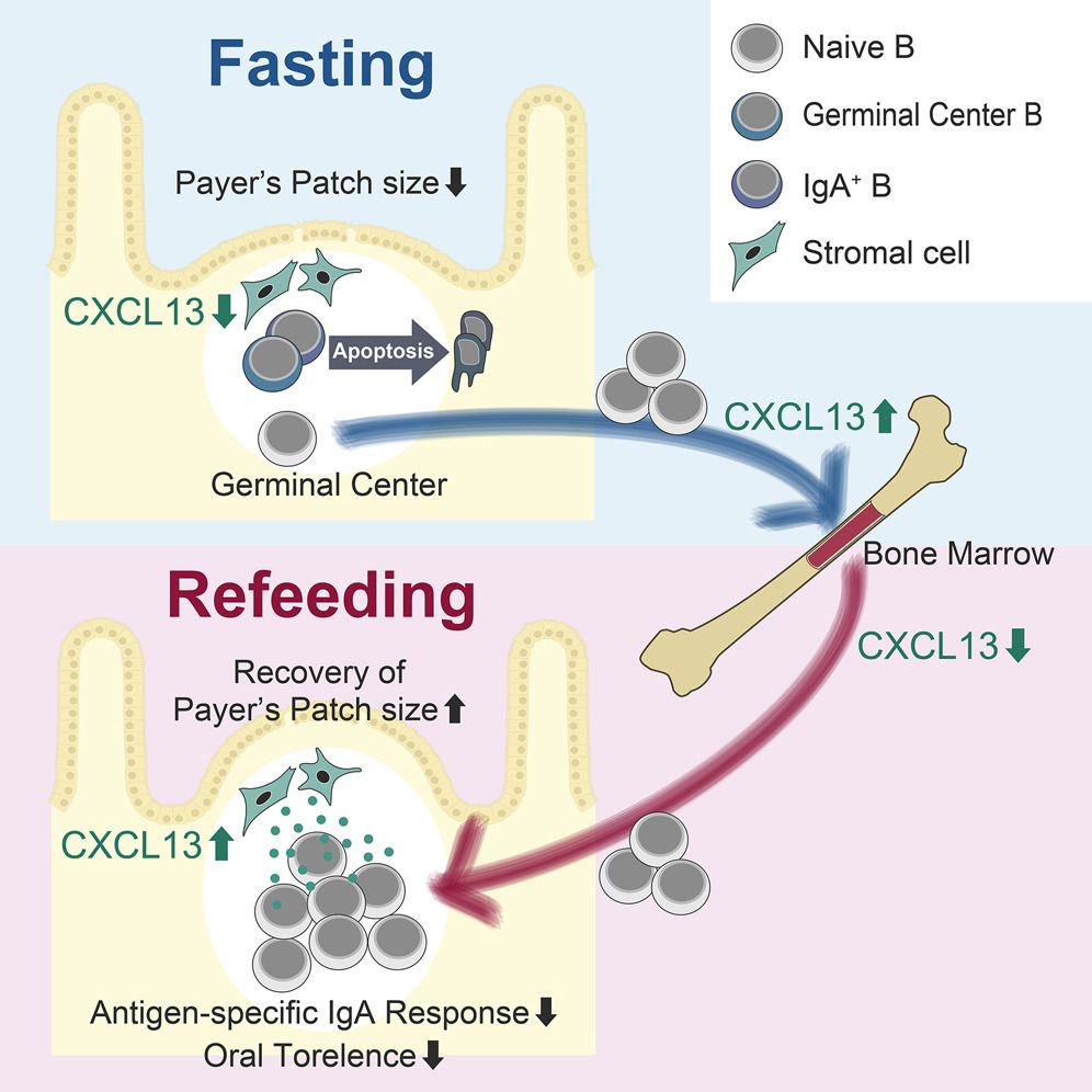McHeyzer-Williams tweet media