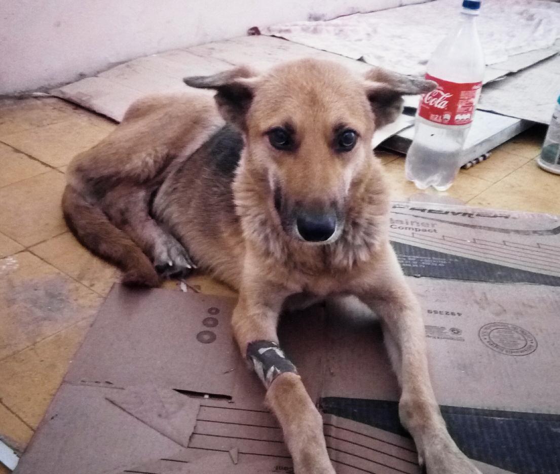 Caroline_fort2's tweet photo. @AlexCorbino @ebedthseir @floresfer03 @hefzi_babula @karhynaline @anitavidalp @PerroUsuario @APLAVzla Caso de perrita atropellada Pastora a 11 días de tratamiento, está  mejorando, x ahora en espera q su pata regenere tejido y cubra el hueso. Gracias👍 https://t.co/DriZkQQqv3