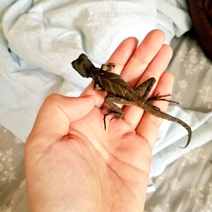 ウォータードラゴンのtwitterイラスト検索結果 古い順