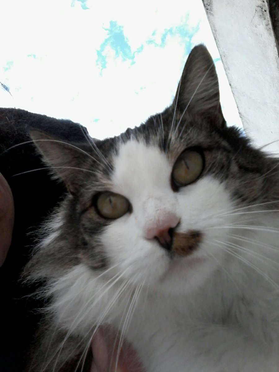ferrws's tweet photo. Cher Cherula Cherulón. Cielo Cielito Cielón. Me eligió y me llenó siempre de amor. Hoy cerró sus bellos ojos para siempre. #Cher #AmorPuro https://t.co/7Fm0xg1OLT