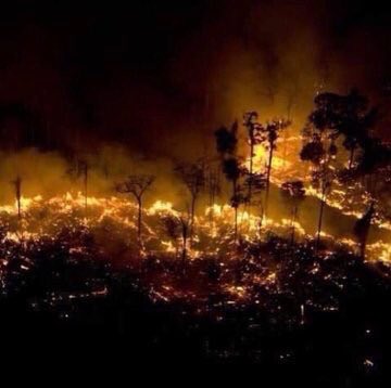 star_sajith's tweet photo. the Amazon  forest 
• produces 20% of the world's oxygen
•is the largest forest in the world 
• stabilizes earth's climate 
•slows global warming
• has thousands of species 

#AmazonFire #savetheamazon https://t.co/ANe7ojYGBR