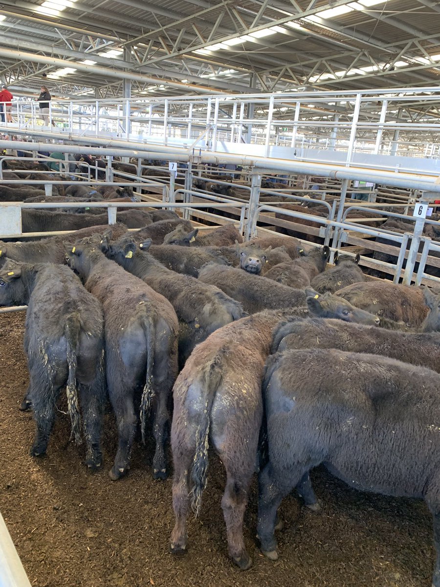 Gordon Sinclair memorial spring sale, fantastic turnout with some great pens and prices! <a href="/AgrifunderAusNZ/">Agrifunder</a>