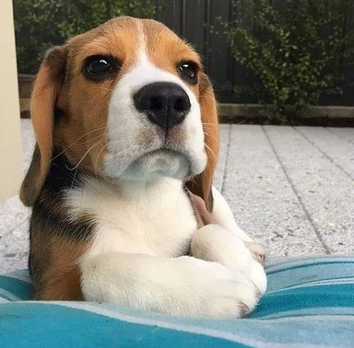 MalditaSummer's tweet photo. - Sólo estaba jugando, ¿te vas a enojar por eso?
- Yo: https://t.co/Jm9qAPduXz