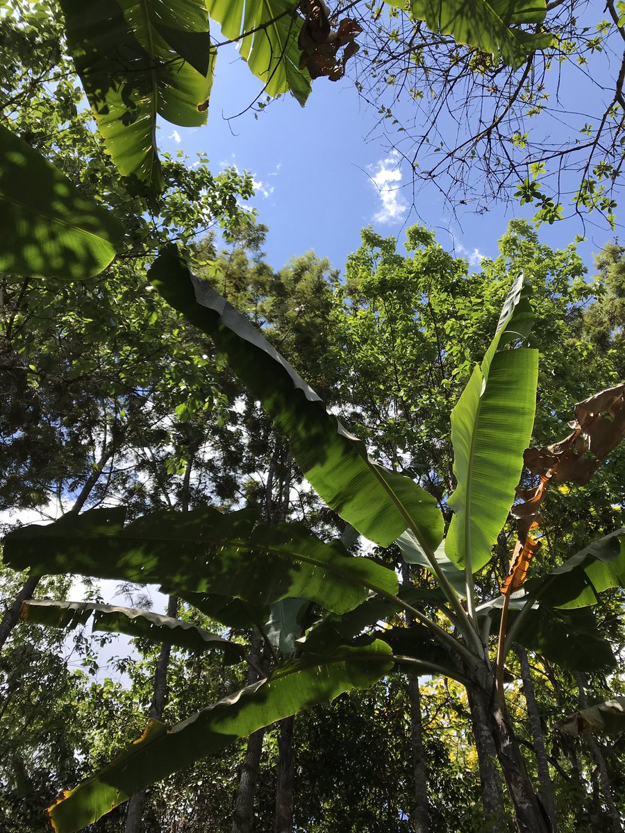 jemmacrew's tweet photo. This week I’m in Peru finding out how climate change and low market prices are affecting coffee farmers. Some are turning to other crops because they can no longer grow arabica - the bean that goes into our daily cappuccinos and flat whites. https://t.co/EN6U3kxl3e