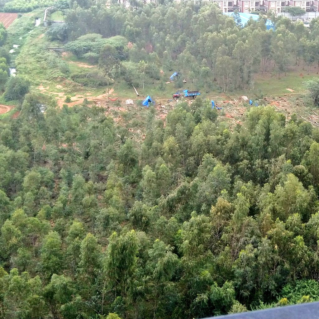 deepunitd's tweet image. Quite a large number of trees had been cut in the Gunjur Reserve Forest area since yesterday starting in the cover of the night. The forest land is encroached upon yet again. @bjparvind @BBMP_MAYOR @THBengaluru @TOIBengaluru @IEBengaluru #BBMP #ForestsAreLife #Bengaluru