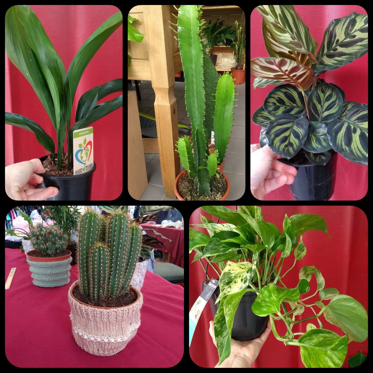 Here are just some of the plants new in stock at Windowsill Plants at #Harborough Market. Brighten any room of your house, treat someone or just pop along for some tips or advice. (Open Tues to Saturday)