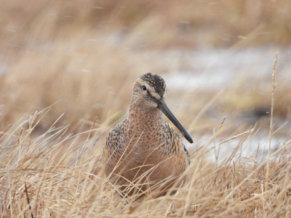 eunbkwon's tweet photo. Twenty-one pairs of Long-billed Dowitchers from Utquiagvik, Alaska are headed south carrying satelite tags. Our study will look into how the species maintained monogamy coupled with extreme-low site fidelity, a rare strategy combo in shorebirds. https://t.co/yqwxO3G0mU