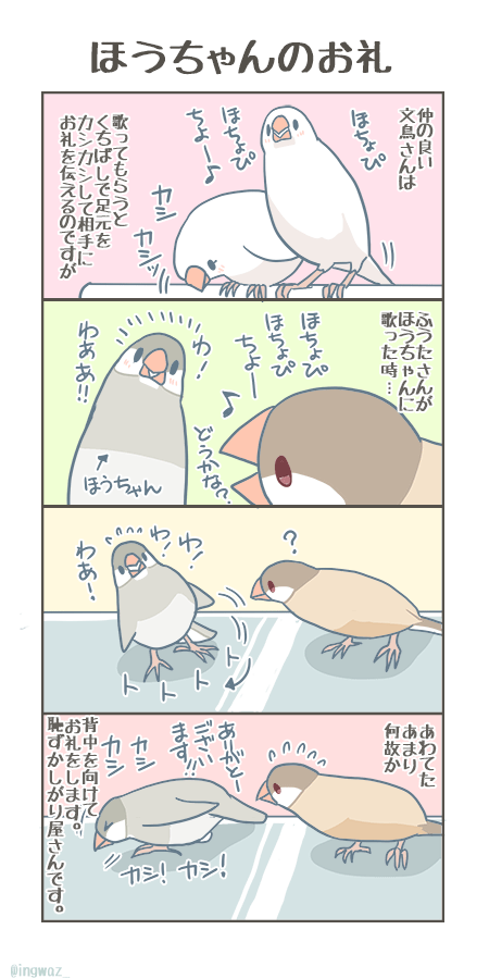 最近お互いに少し仲良くなってきているような、ほうちゃんとふうたさんです。

#buncho #javasparrow #文鳥 