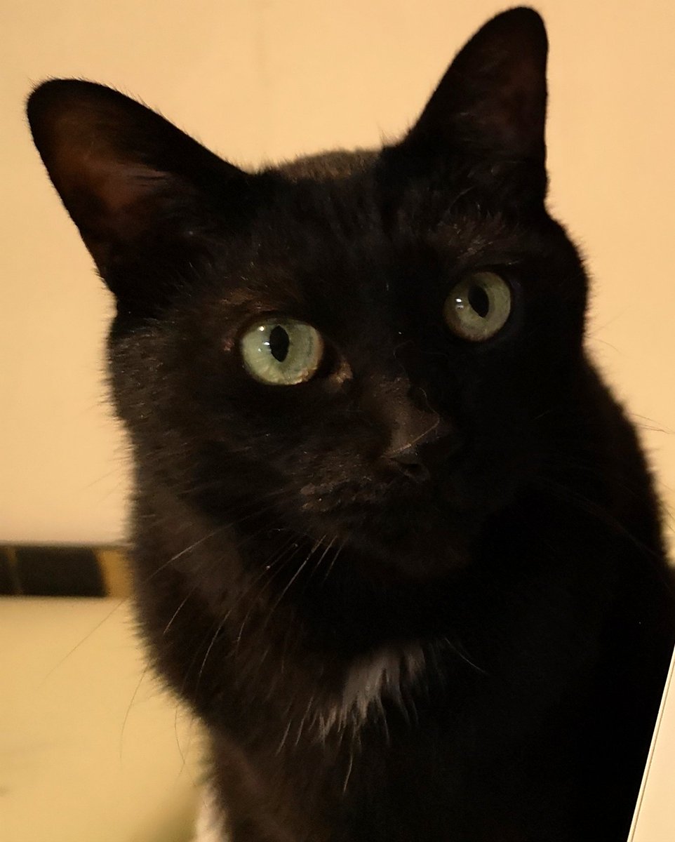 家の黒猫ちゃん“ガリィ”って名前なんだよ〜٩(๑´0`๑)۶🌸🐈 #銃夢