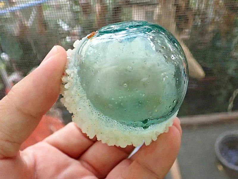 ガラスについたサンゴ！人工物×自然が美しすぎる！