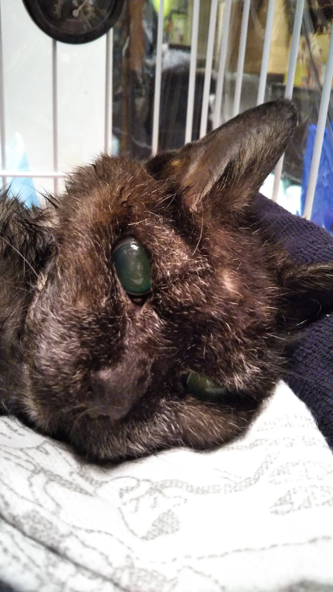 Kiki 猫どんにお別れして一人の家 誰に気兼ねもなくやっと泣けます とてつもなく悲しくて寂しい 猫どんの最後のお写真です 最後に写真撮りたくて寝かせたら悲しそうで この後抱っこして静かに眠るようにお空に行きました 寝てる時のお顔と同じ穏やか