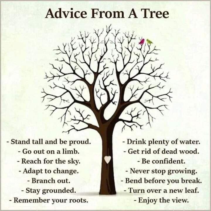 teeshirt_suntan's tweet photo. Saw this on NAS Thurrock’s Facebook page (from Southend Carer’s page) and wanted to share the tree wisdom with you all 🌳😊🌳🌲❤️🌲🌳😊 https://t.co/1owuKNGiia