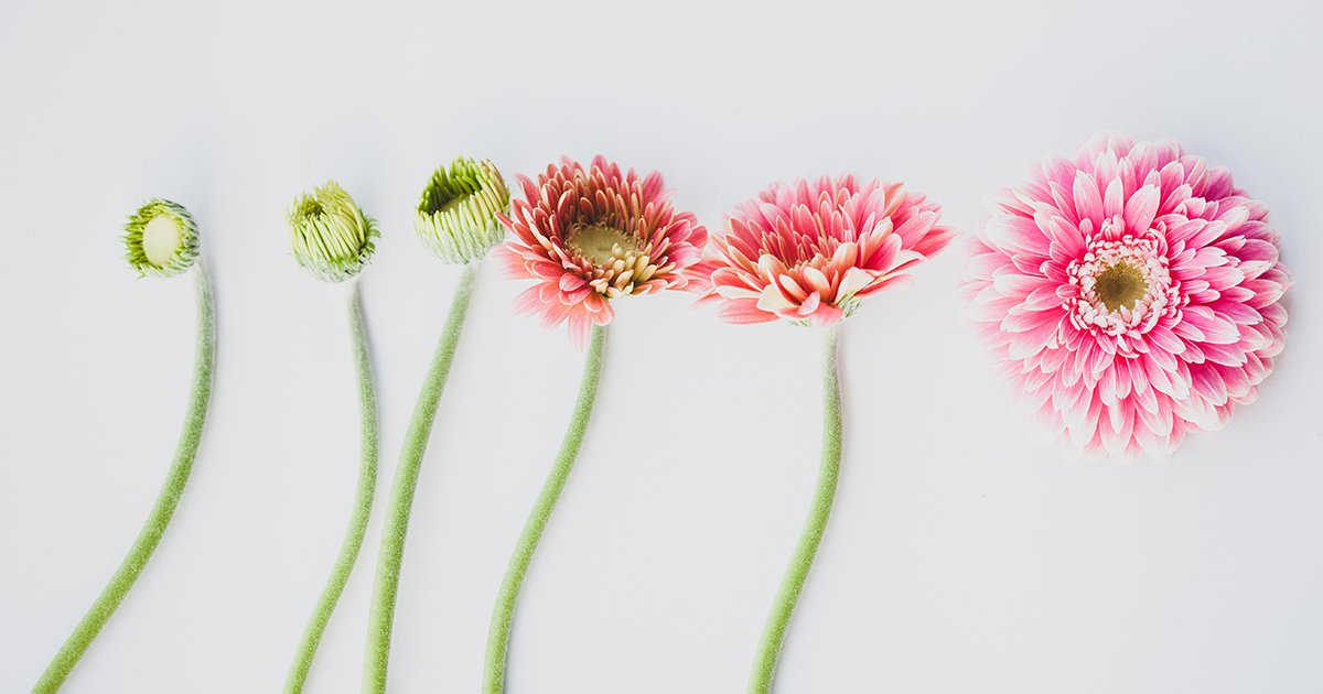 hilverdaflorist's tweet photo. The flowering stages of a Gerbera cut flower. This is the stunning new Pomponi variety Powerball.
-
#gerbera #pomponi #cutflower #flowerstages #flowering https://t.co/tHIsaRWjn5