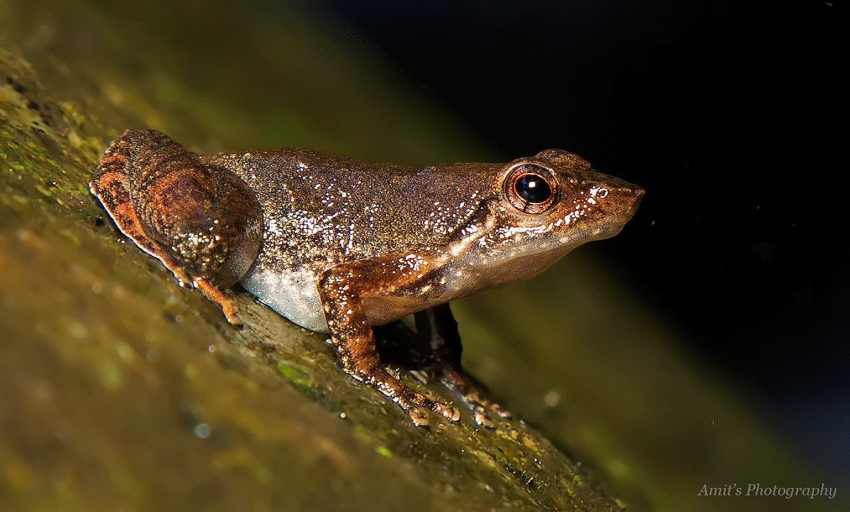SaevusWildlife's tweet photo. Dancing frog. Clicked by #saevusgallery member AMIT RAI CHOWDHURY at Honey valley, Coorg.

#dancingfrog #Micrixalus #Photooftheday #naturephotography #wildlife #wildlifephotography #wildlifephotographer #nationalpark #photographer #animalkingdom https://t.co/ptk52qQqfF
