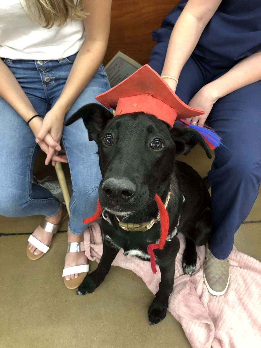 heyrachelvigil's tweet photo. My little foster pup to a proud pup school graduate 🎓 Next up: college for therapy training 🥰 https://t.co/Rx453W1aSn