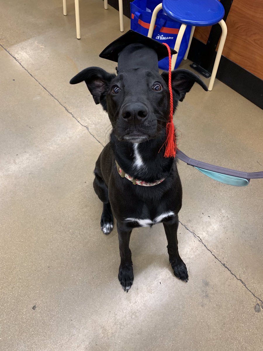 heyrachelvigil's tweet photo. My little foster pup to a proud pup school graduate 🎓 Next up: college for therapy training 🥰 https://t.co/Rx453W1aSn