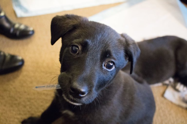 heyrachelvigil's tweet photo. My little foster pup to a proud pup school graduate 🎓 Next up: college for therapy training 🥰 https://t.co/Rx453W1aSn
