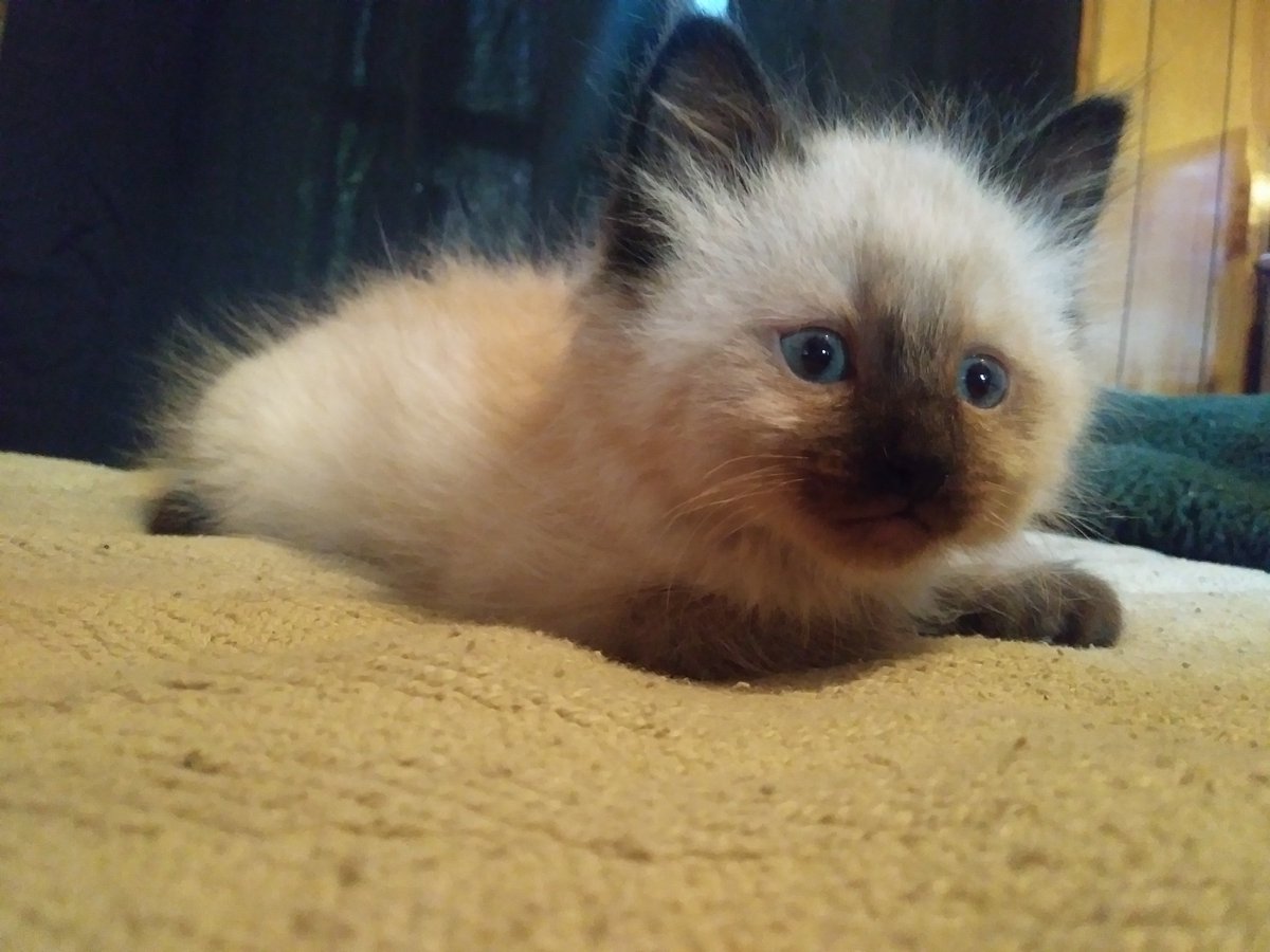 cheekybeee's tweet photo. @Evelynstorm15 From lil fuzz ball to big boy! https://t.co/akXdn6C1dY