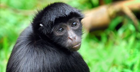 Spider monkeys look like Ross from Friends <a href="/DavidSchwimmer/">lolete</a> <a href="/netflix/">Netflix</a>