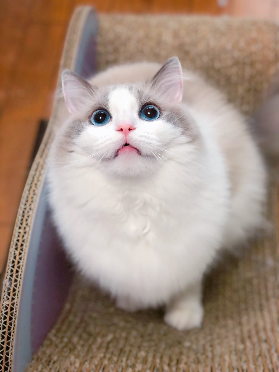 ましろ ラグドール Twitterren ウッ あまりの可愛さに胸を押さえながら倒れて救急車で運ばれる絵文字 ラグドール 猫画像