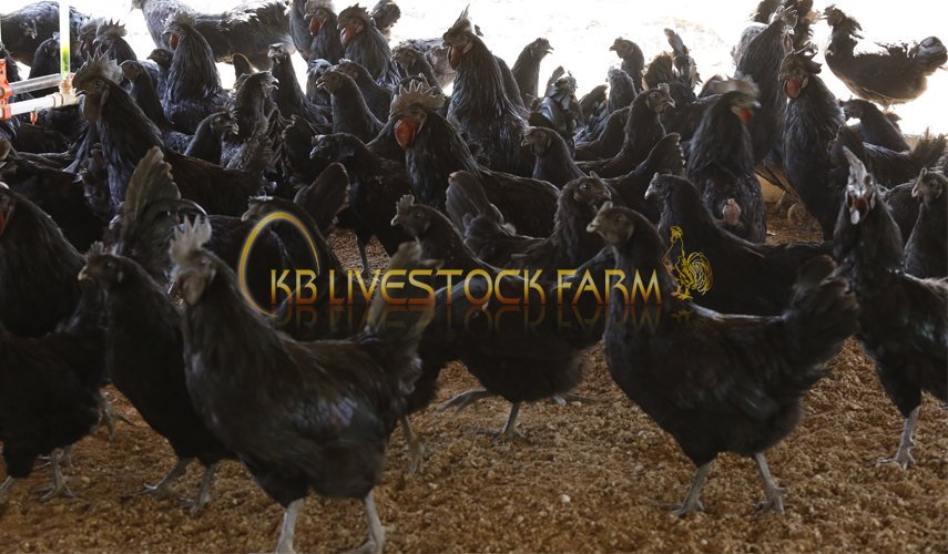 Kb Livestock Farm At Kblivestockfarm Twitter