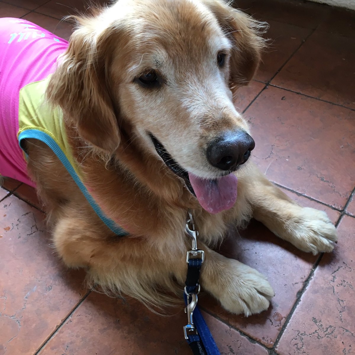 歩かない犬に困って抱っこして連れて帰っていた 犬が苦手な友人 と 抱っこが嬉しくて歩かなかった ゴールデンレトリバー 成犬 のほのぼのすれ違い Togetter 歩かない犬に困って抱っこして連れて帰っていた 犬が苦手な友人 と 抱っこが嬉しくて歩かなかった ゴールデンレトリバー 成犬 のほのぼのすれ違い Togetter