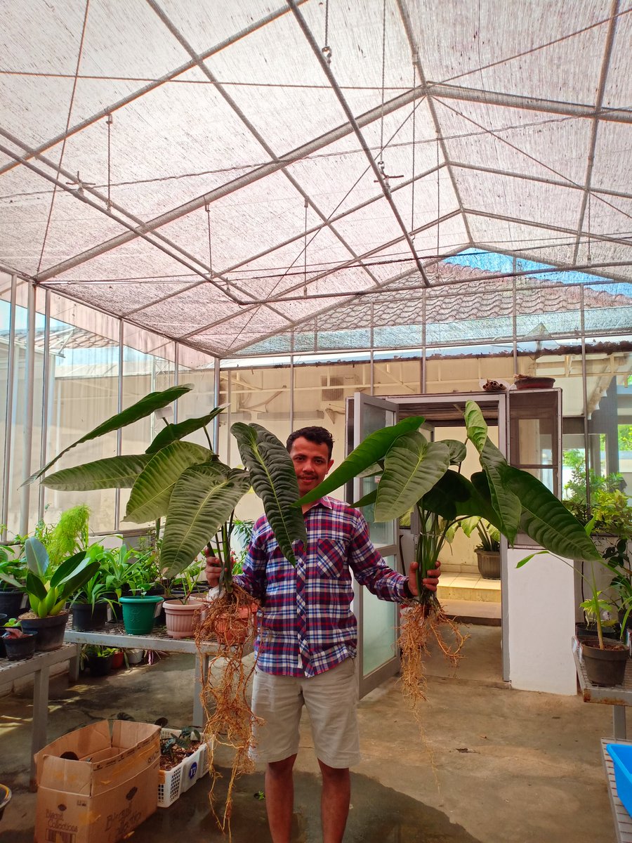CvFlora's tweet photo. #aroidGood Sunday morning from the #greenhouse ☀️🌴 #tropicalvibes #tropicalplants #palm #ficuselastica #plants #greeninspiration #rubberplant #sundayvibes #gardencentre #plantlove #plantsmakepeoplehappy https://t.co/37hcwRNIDq