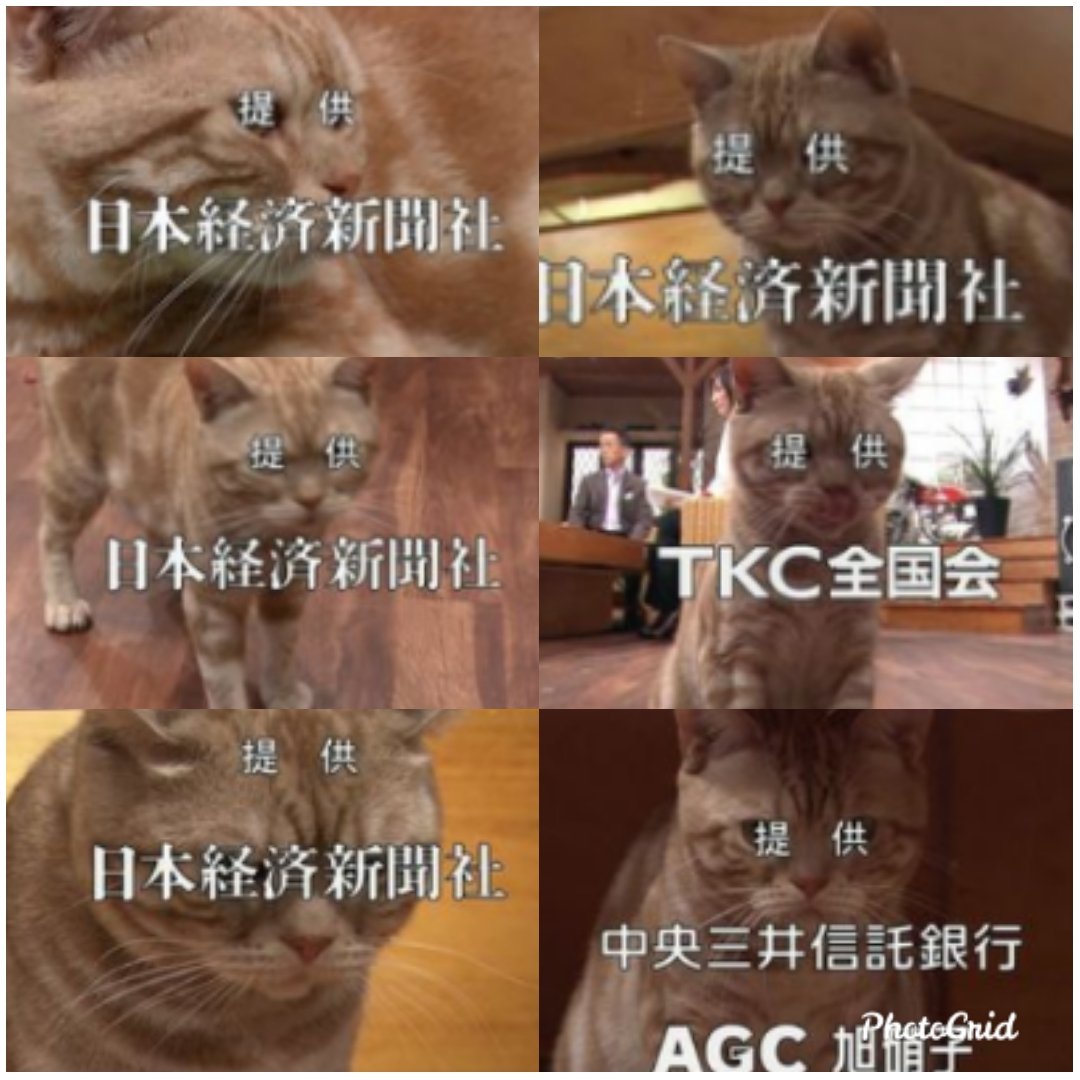 Kasabuta 999 おトムに指を指され隊 テレ東京の真面目なニュース番組 田勢康弘の週刊ニュース新書 生のスタジオを猫 まーご カップに顔を突っ込み 猫wを堂々とカメラにさらし動き回る姿が話題 大物政治家もナベツネすらもデレデレにさせた