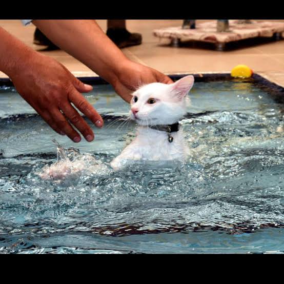 Turkishvanlove1's tweet photo. How we behave toward cats here below determines our status in heaven.”
#TurkishVan #SweetCat #SwimmingCat #petlovers #TurkishVanlover #CatsOnTwitter https://t.co/Vy7IOdLoUb