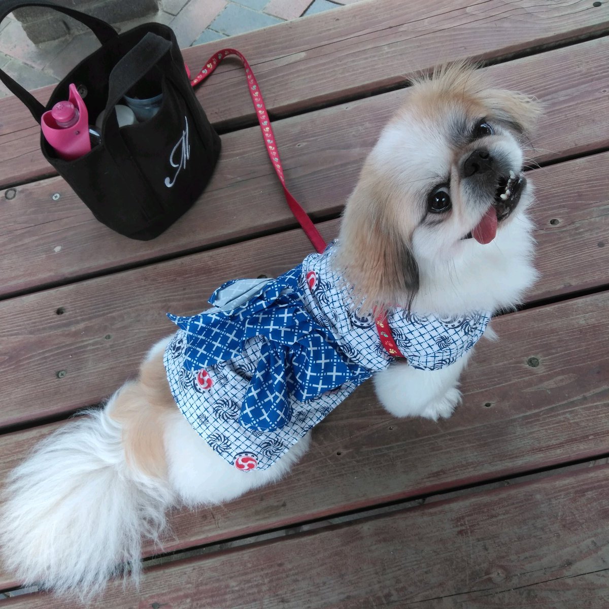 Image result for ç¬ Pekingese è¸ã
