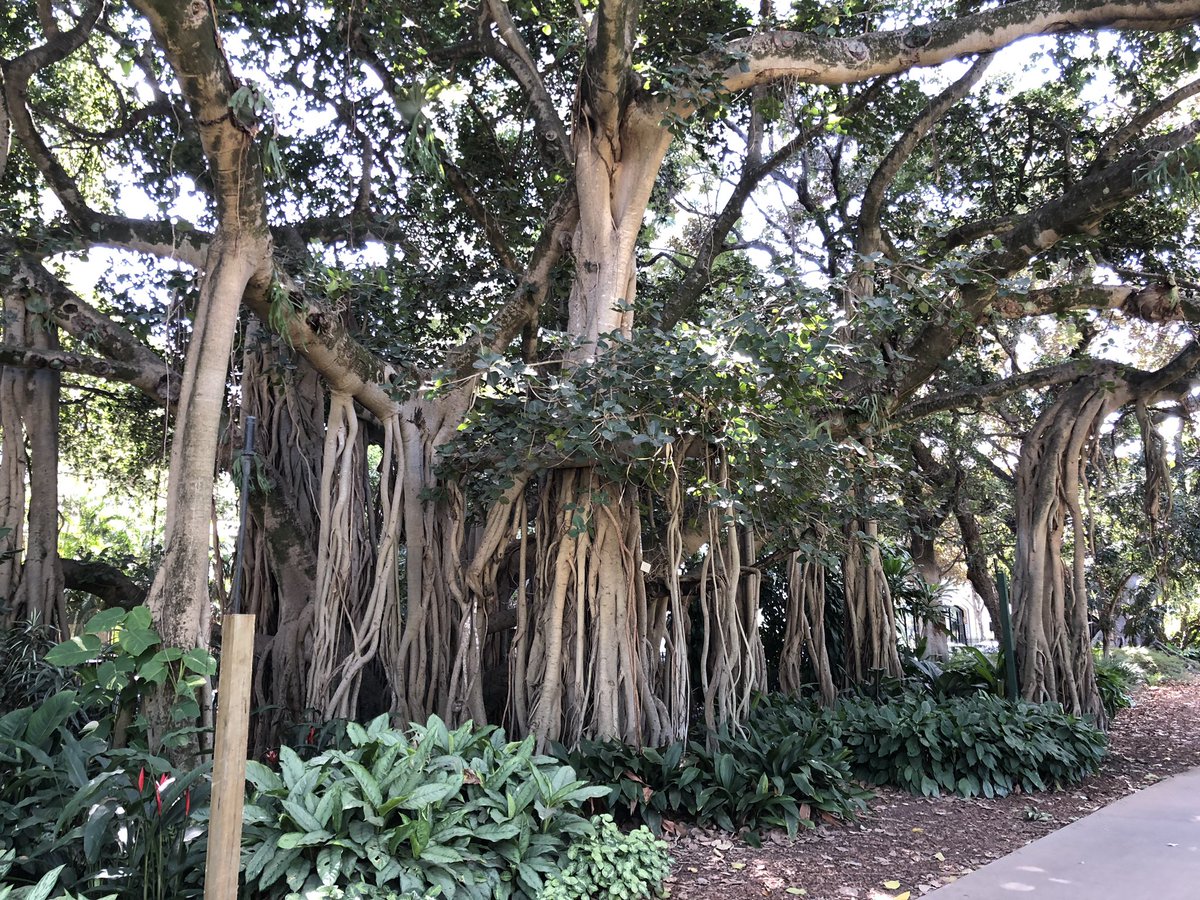 derekmooney's tweet photo. Hey look @xtttk - Brisbane has lots of Banyans, also! https://t.co/OWaAAz6epY