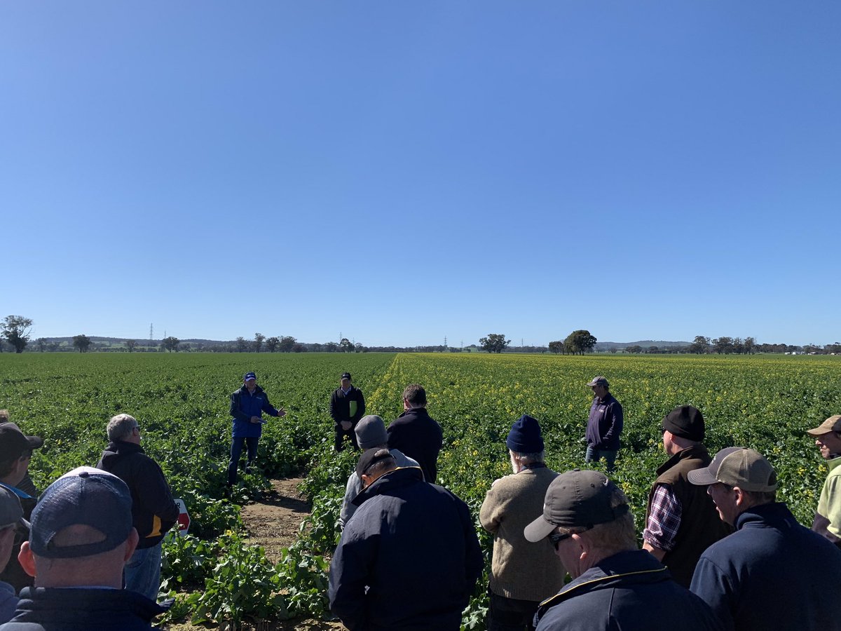 tilborg_gus's tweet photo. Cracking day for the Advanced Ag field walk. Thanks to @PacificSeeds @Bayer4CropsAU @BASF_Agro_Au for helping with the day. 
@PacSeeds_CWNSW @wesamor @TonyKel56367176 @Steve_OC21 https://t.co/4lonVcsG7R