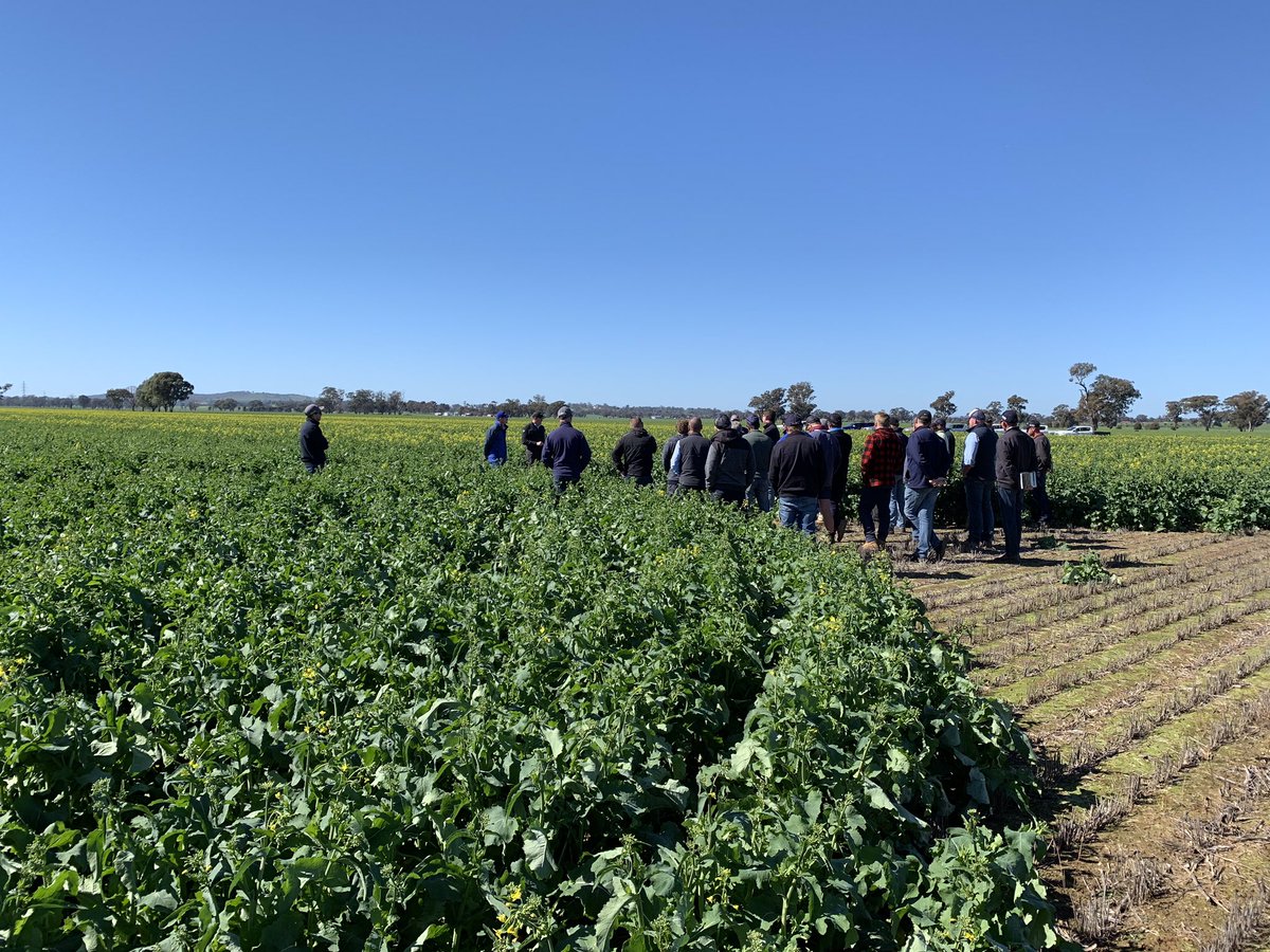 tilborg_gus's tweet photo. Cracking day for the Advanced Ag field walk. Thanks to @PacificSeeds @Bayer4CropsAU @BASF_Agro_Au for helping with the day. 
@PacSeeds_CWNSW @wesamor @TonyKel56367176 @Steve_OC21 https://t.co/4lonVcsG7R