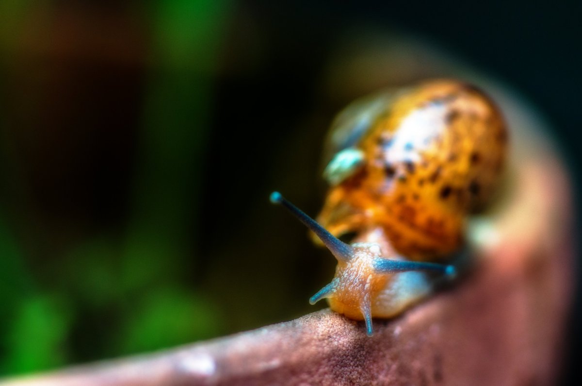 デンデンムシ Kereses A Twitteren