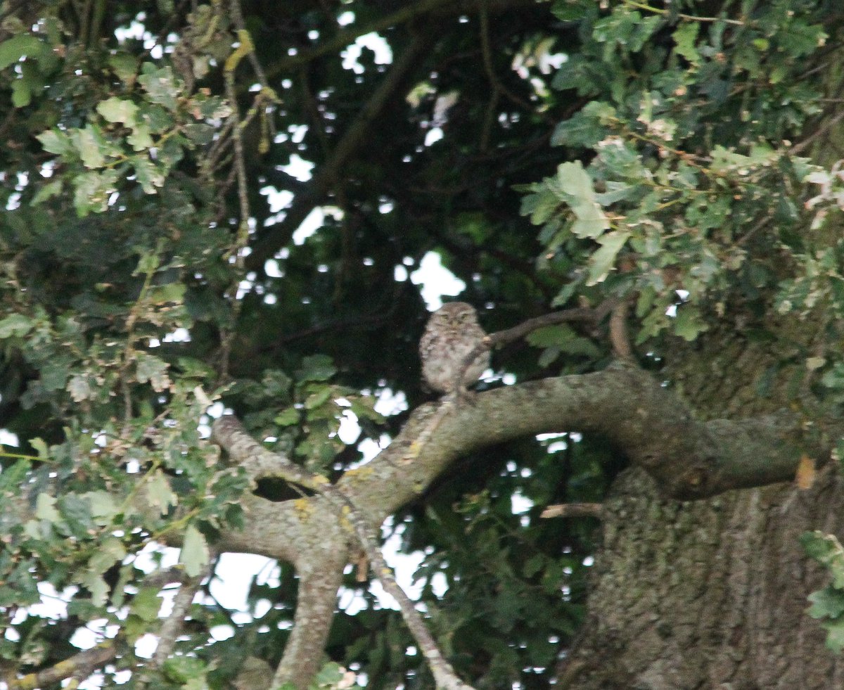 Little Owl last night are Holton Lee. @LHoltonLee @harbourbirds @DorsetWildlife @UKLittleOwls @SightingDOR @Britnatureguide @DorsetBirdClub @ATBW_UK @BTO_Dorset #Dorset #littleowls