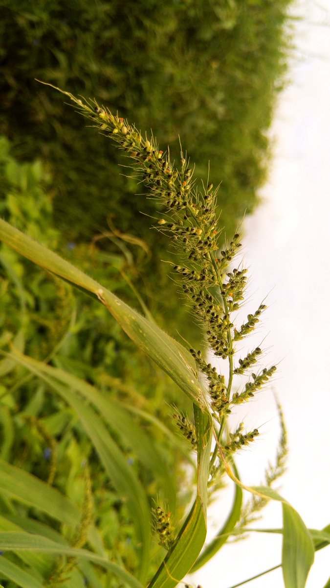 PiyushSatasiya3's tweet photo. #green
#greenindiachallenge
#shurtterbug
#photography
#netgo https://t.co/GDPZN9qDS8