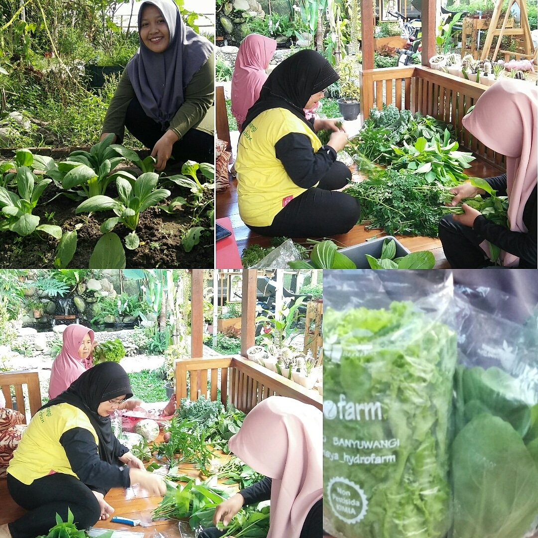 bwangiberkebun's tweet photo. Dampak dari salah satu konsep 3E @bwangiberkebun yaitu ekonomi, menjanjikan prospek usaha yang menguntungkan. Kegiatan pagi ini di kebun watu kebo, pengemasan beberapa komoditas sayuran segar untuk dikirim ke salah satu hotel di Banyuwangi. Semangat!😊
@IDberkebun 
@AzwarAnas_A3 https://t.co/OFT3GY99zt
